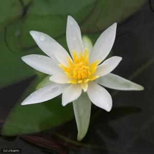 (ビオトープ)睡蓮 ヒツジグサ(無農薬)(1ポ...の詳細画像2