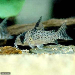 (熱帯魚)コリドラス・アトロペルソナータス2(ワ...の商品画像