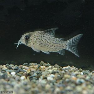 (熱帯魚)コリドラス・アトロペルソナータス2(...の詳細画像2