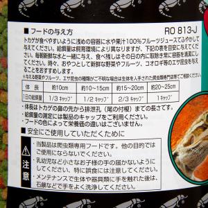 ビバリア レップカル 幼体フトアゴヒゲトカゲフ...の詳細画像3