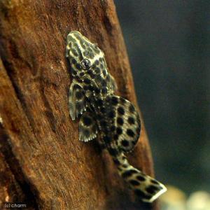 （熱帯魚）レンジャーインペリアル・プレコ　Ｓサイズ（ワイルド）（１匹）　北海道・九州航空便要保温