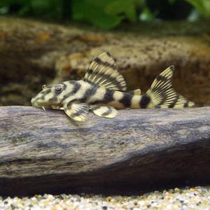 チャーム（charm） （熱帯魚）ニューダップルドインペリアル・プレコ 