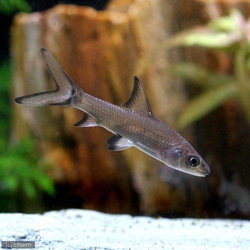 （熱帯魚）シルバー・シャーク（３匹）　北海道航空便要保温