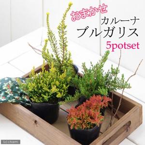 （観葉植物）カルーナ　ブルガリス（種類おまかせ）　３号（ ５ポットセット）｜chanet