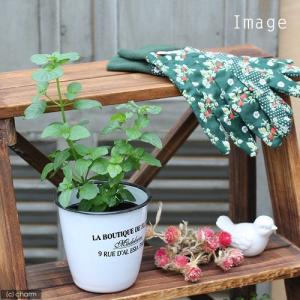 （観葉植物）ハーブ苗　ミント　オレンジミント　３号（１ポット）　家庭菜園
