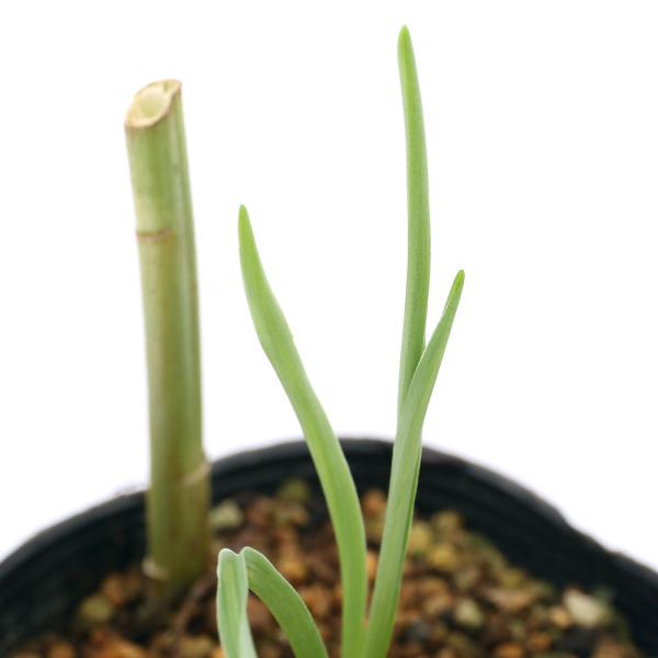 （山野草）ユリ（百合）コオニユリ（小鬼百合）３〜４号（１ポット）（休眠状態）