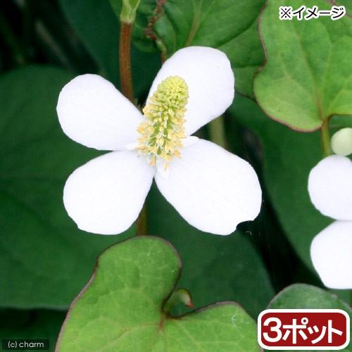 （山野草）ドクダミ　３号（３ポット）（休眠状態）