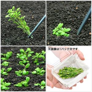 (水草)グロッソスティグマ(水中葉)(無農薬)...の詳細画像1