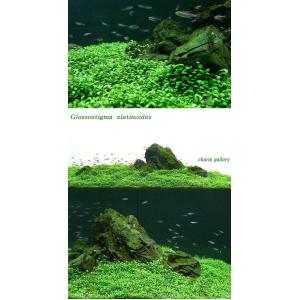 (水草)グロッソスティグマ(水中葉)(無農薬)...の詳細画像2
