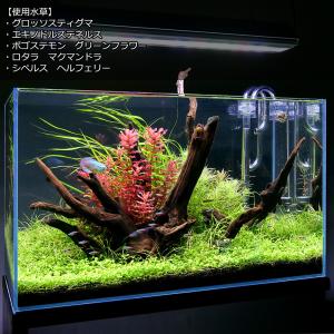 (水草)グロッソスティグマ(水中葉)(無農薬)...の詳細画像3