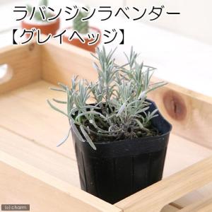 （観葉植物）ハーブ苗　ラベンダー　ラバンジン　グレイヘッジ　３号（１ポット）　家庭菜園｜chanet