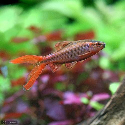 （熱帯魚）スーパーコメットチェリー・バルブ（６匹）　北海道・九州航空便要保温
