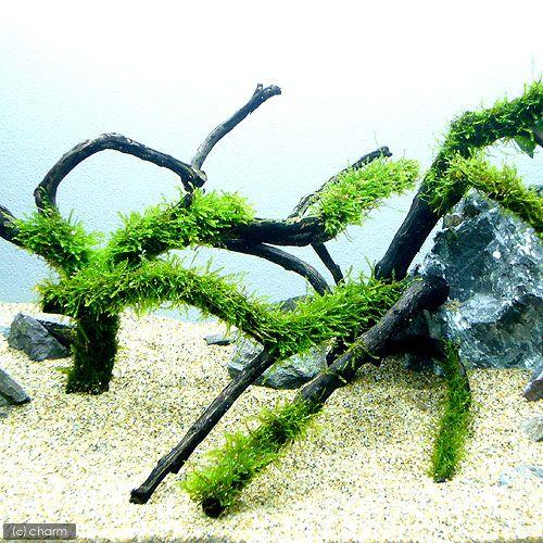 （水草）★育成済★　ウィローモス　枝状流木　Ｍサイズ（２０ｃｍ〜）（水中葉）（無農薬）（１本）