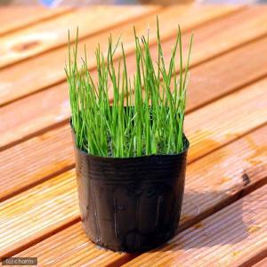 (ビオトープ)水生植物 ヒメホタルイ(1ポット...の詳細画像1