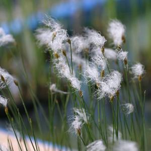 (ビオトープ)水生植物 ヒメワタスゲ(1ポット)...の商品画像
