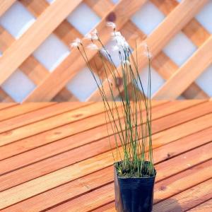 (ビオトープ)水生植物 ヒメワタスゲ(1ポット...の詳細画像1