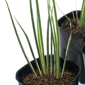 (ビオトープ)水生植物 斑入りセキショウ(アコ...の詳細画像1