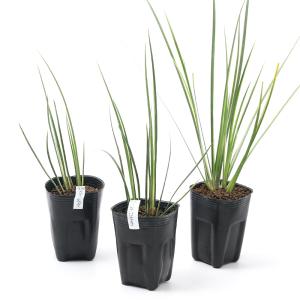 (ビオトープ)水生植物 斑入りセキショウ(アコ...の詳細画像2