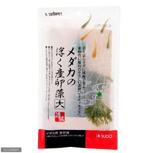 チャーム（charm） （水草）ホシクサsp．クチ（水中葉）（無農薬
