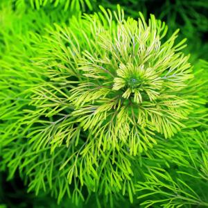 （水草）メダカ・金魚藻　アンブリア（水中葉）（無農薬）（５本）｜chanet