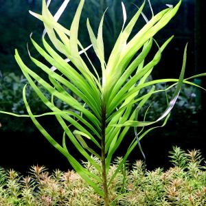 通販 水草】激安 レア種 エキノドルス sp オパクス サンカルロス【1株