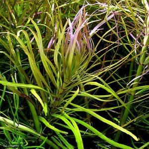 水草）ポゴステモン ステラータ ベリークリーク （水上葉）（無農薬