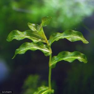 水草）エゾヒルムシロ（水中葉）（無農薬）（5本） : チャーム charm