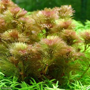 （水草）メダカ・金魚藻　レッドカボンバ（１束分）（７〜１０本）