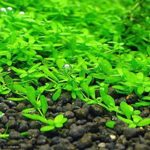 （水草）南米産ミズハコベ（水中葉）（無農薬）（５本）　北海道航空便要保温