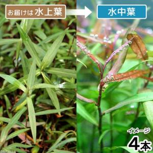 （水草）ポリゴナムｓｐ．ピンク（水上葉）（無農薬）（４本）