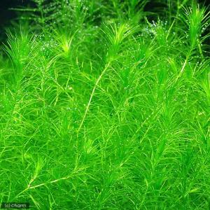 (水草)ラガロシフォン マダガスカリエンシス(...の詳細画像1