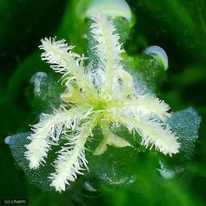 (水草)ラガロシフォン マダガスカリエンシス(...の詳細画像2
