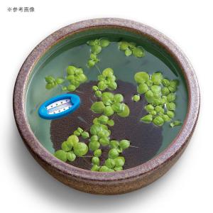 水温計 スドー 浮かべる水温計の詳細画像3