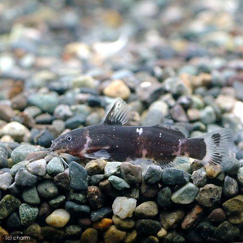 （熱帯魚）ミクロシノドンティス・バテシィ（１匹）　北海道・九州航空便要保温