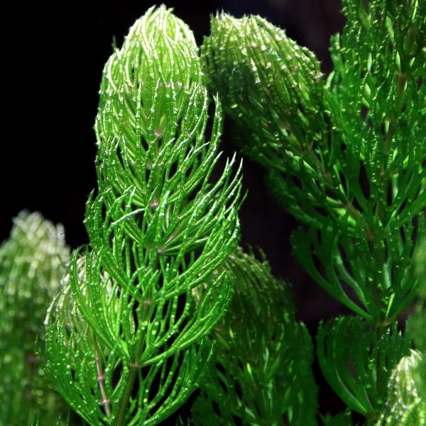 （水草）イギリスマツモ（無農薬）（２本）