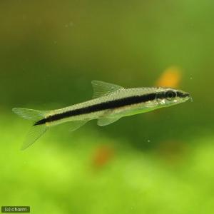 （熱帯魚）サイアミーズ・フライングフォックス（２匹）　北海道航空便要保温