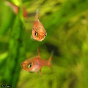 (熱帯魚)ボララス・マキュラータ(10匹) 北...の詳細画像2