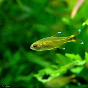 (熱帯魚)シルバーチップ・テトラ(10匹) 北...の詳細画像1