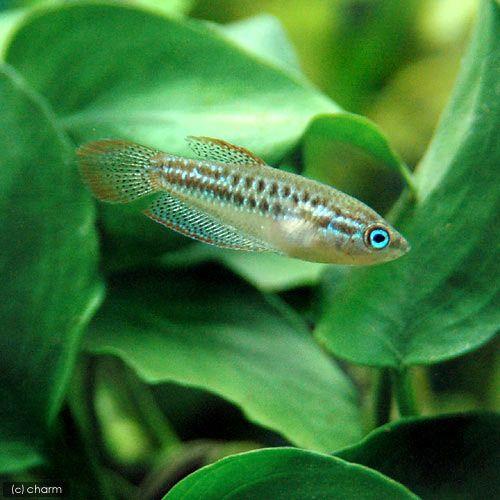 （熱帯魚）ピグミー・グラミー（３匹）　北海道航空便要保温