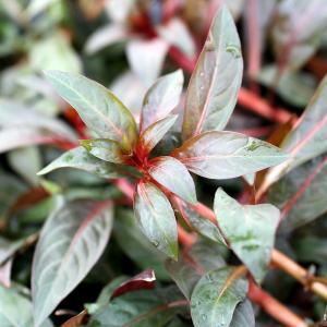 チャーム（charm） （水草）ルドウィジア レペンス ルビン（水中葉