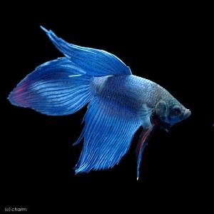 （熱帯魚）ベタ・トラディショナル　青系（オス）（１匹）　北海道航空便要保温