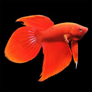 (熱帯魚)ベタ・トラディショナル 赤系(オス)(...の商品画像