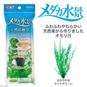 ＧＥＸ　メダカ水景　天然産卵草