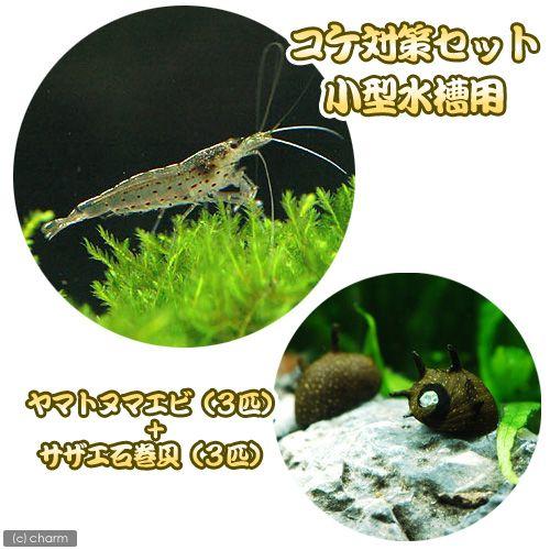 （エビ・貝）コケ対策セット　小型水槽用　ヤマトヌマエビ（３匹）＋サザエ石巻貝（３匹）　北海道・九州航...