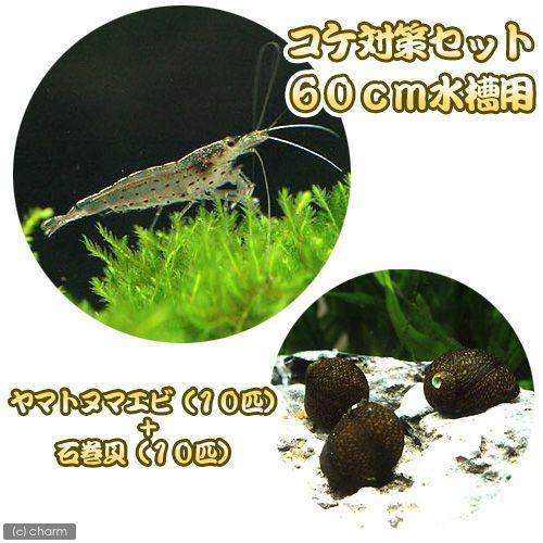 （エビ・貝）コケ対策セット　６０ｃｍ水槽用　ヤマトヌマエビ（１０匹）＋石巻貝（１０匹）　北海道・九州...