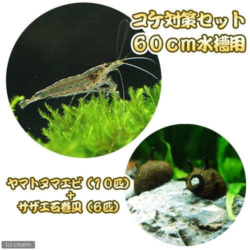 （エビ・貝）コケ対策セット　６０ｃｍ水槽用　ヤマトヌマエビ（１０匹）＋サザエ石巻貝（６匹）　北海道・...