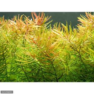 (水草)ディディプリス(水中葉)(無農薬)(5本)の詳細画像1