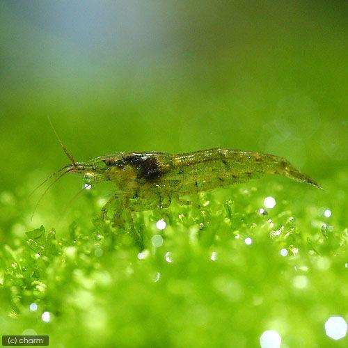 （エビ）ミナミヌマエビ（２０匹）（＋１割おまけ）　北海道・九州航空便要保温