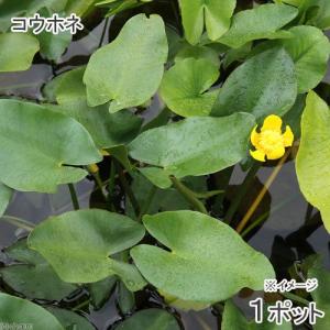（ビオトープ）水生植物　河骨　コウホネ（１ポット）　浮葉植物（休眠状態）