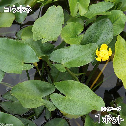 （ビオトープ）水生植物　河骨　コウホネ（１ポット）　浮葉植物